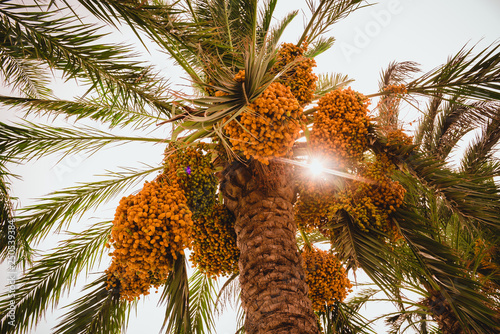 Date palm tree with date fruits on it