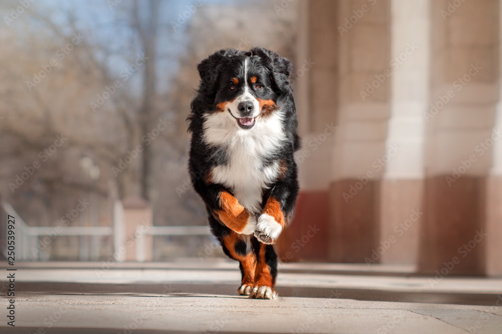  bernese mountain dog sunny portrait walking through the streets of the city funny runs