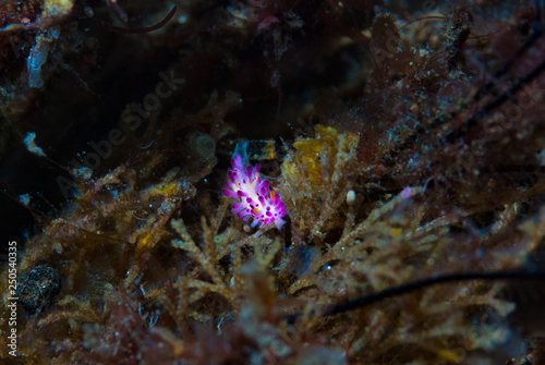 Aegires villosus Nudibranch photo