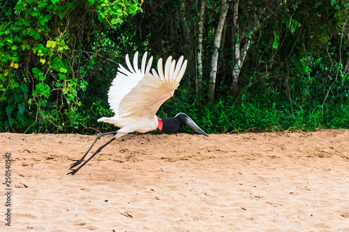 Pantanal photo