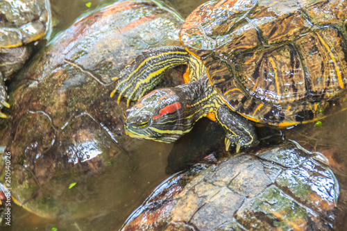 Cute red-eared slider (Trachemys scripta elegans), also known as the red-eared terrapin, is a semiaquatic turtle belonging to the family Emydidae. photo