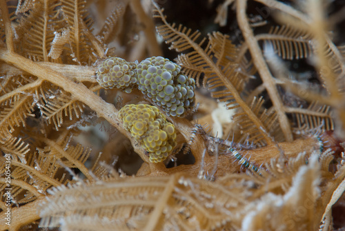 Doto ussi Nudibranch photo