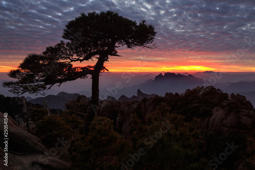 Pine Tree silhouette during sunset, Vibrant red and orange sky in the distance, mountains and horizon. Sanqing Mountain in Jiangxi Province, China. Mist and Fog in the distance, UNESCO World Heritage photo
