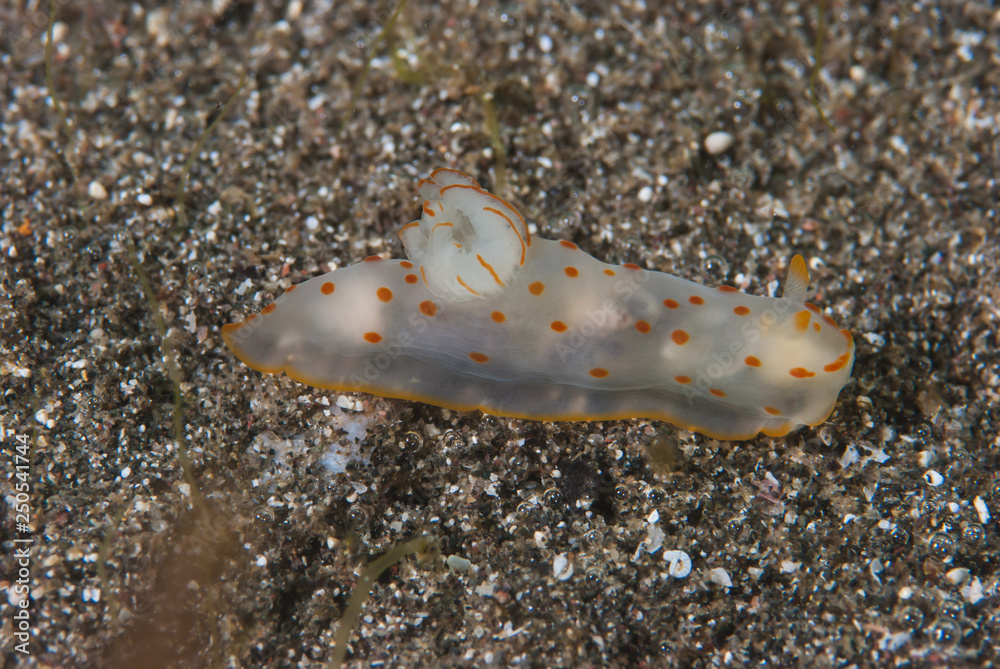 Gymnodoris ceylonica Nudibranch Gymnodoris ceylonica Nudibranch