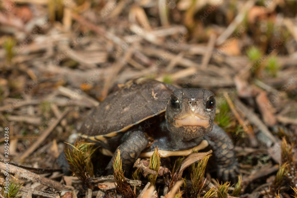 Baby eastern box turtle - Terrapene carolina carolina Baby eastern box turtle - Terrapene carolina carolina