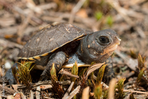 Baby eastern box turtle - Terrapene carolina carolina