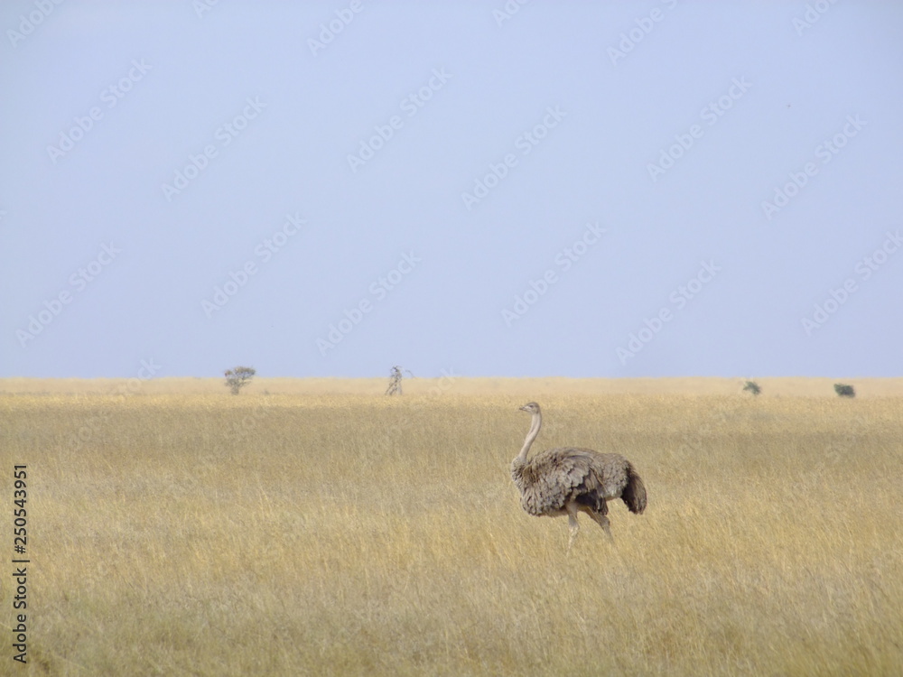 Fototapeta premium Vogelstrauß in der Savanne