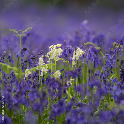 Sea of Blue