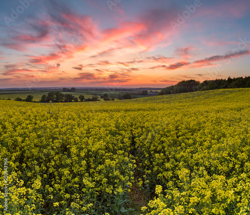 Fields of Gold II