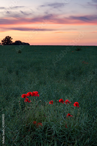 Splash of Red