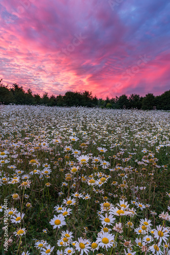 Daisies