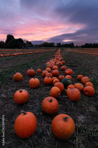 Morning Pumpkins