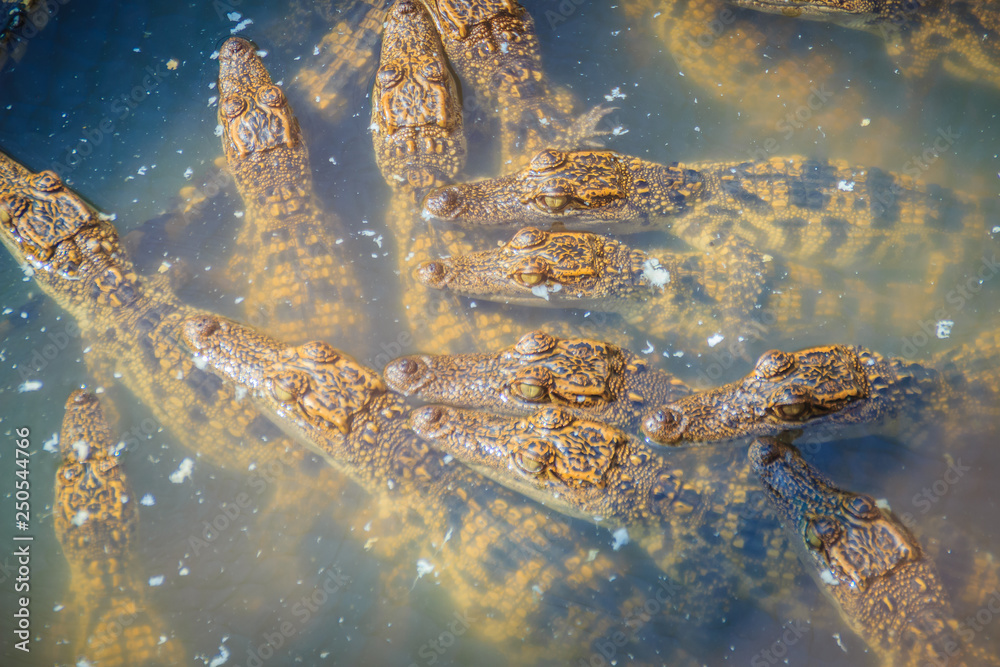 Group of young crocodiles are basking in the concrete pond. Crocodile farming for breeding and raising of crocodilians in order to produce crocodile and alligator meat, leather, and other goods.