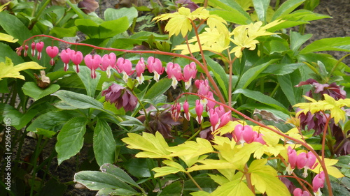 Plant of hearts, wonderful pink flowers small hearts photo