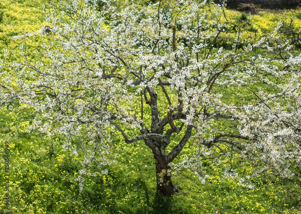 Fototapeta premium blooming in spring