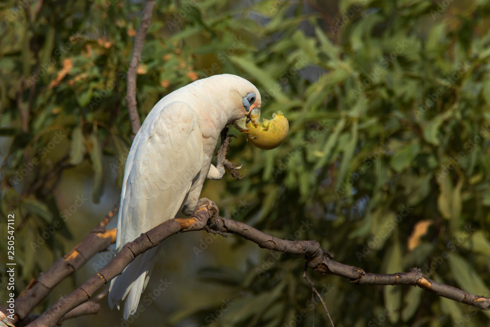 Little Corella feeding on wild melon Little Corella feeding on wild melon