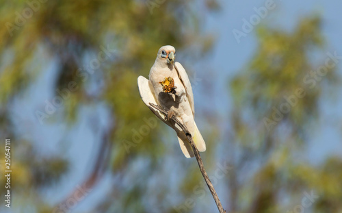 Little Corella eating photo