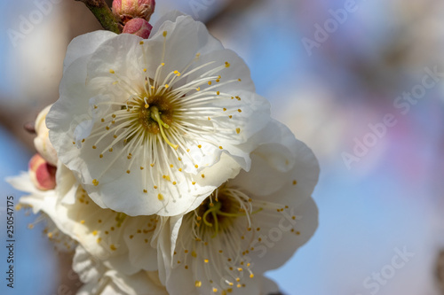 White Plum of plum garden at AobanoMori Park, Chiba prefecture, Chiba city, Japan photo