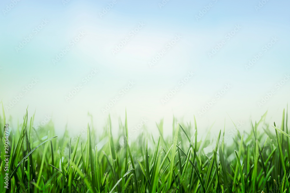 green grass and blue sky background, sunny meadow, lawn and sky