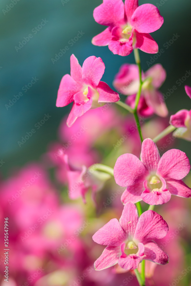 Beautiful purple dendrobium orchid flowers on the dark background, selective focus. Beautiful purple dendrobium orchid flowers on the dark background, selective focus.