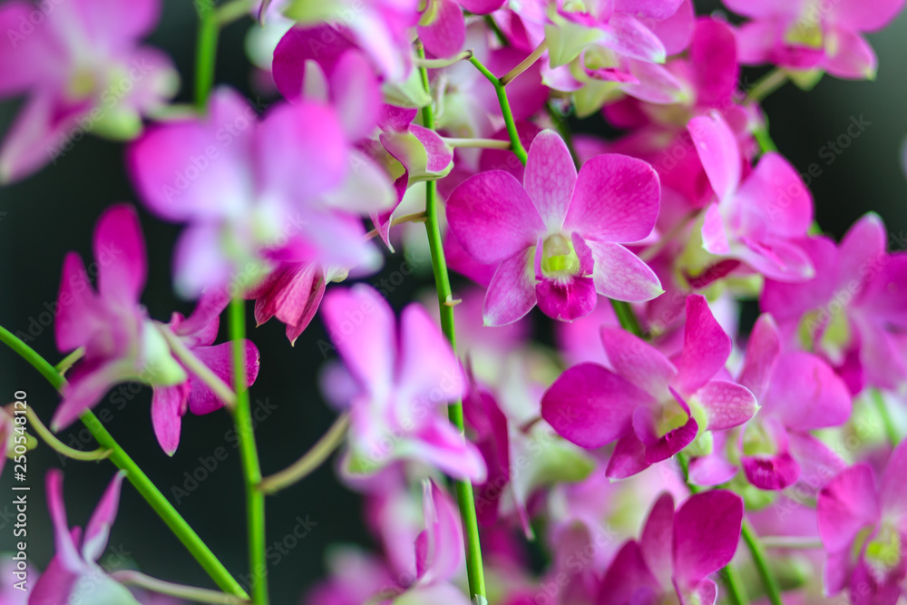 Beautiful purple dendrobium orchid flowers on the dark background, selective focus.