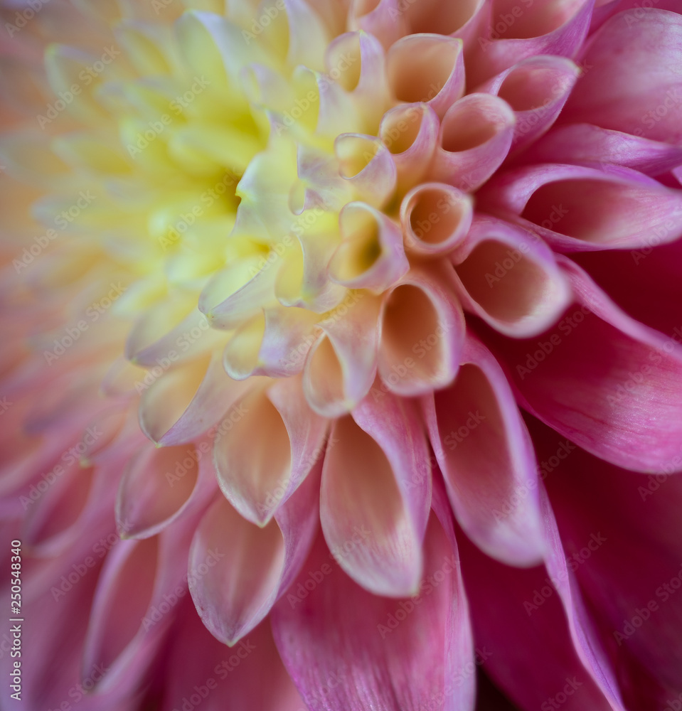 closeup of a dahlia flower closeup of a dahlia flower