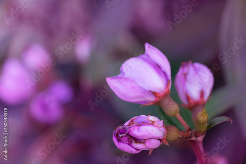 wild purple exotic flower in summer nature background
