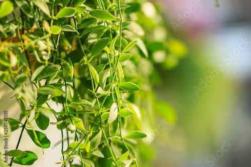 Green ivy leaves background of dave (Dischidia nummularia variegata), a fantastic green creeper plant that hanging for garden and interior decoration. Selective focus