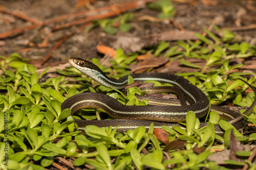 Bluestripe ribbon snake - Thamnophis sauritus nitae photo