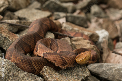 Northern Copperhead - Agkistrodon contortrix mokasen photo