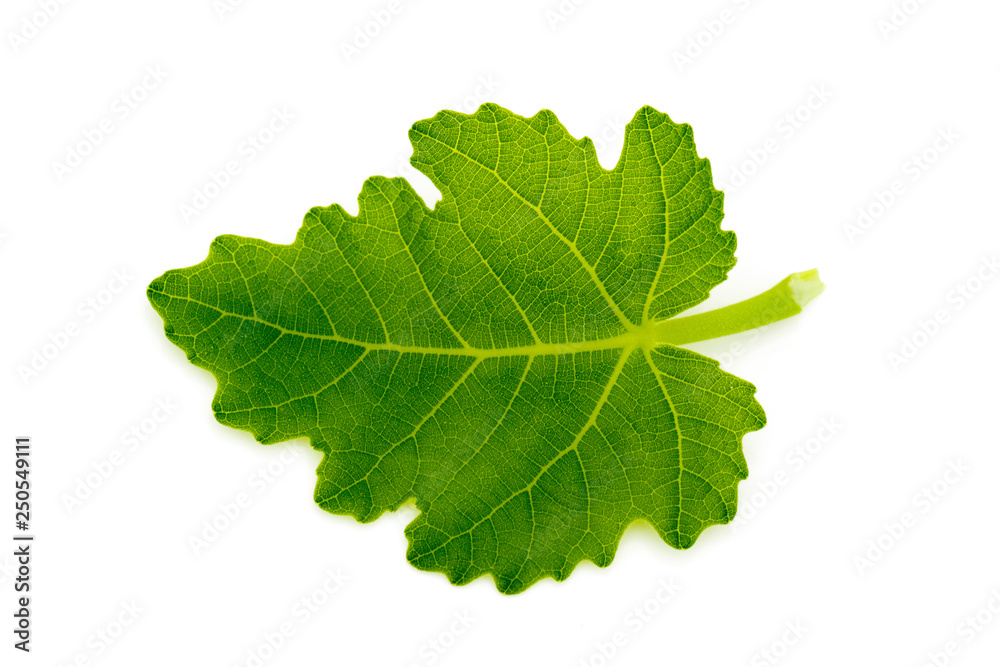 image of a green leaf on a white background. image of a green leaf on a white background.