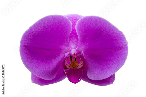 Image of Beautiful Purple Orchid Flowers on white background.