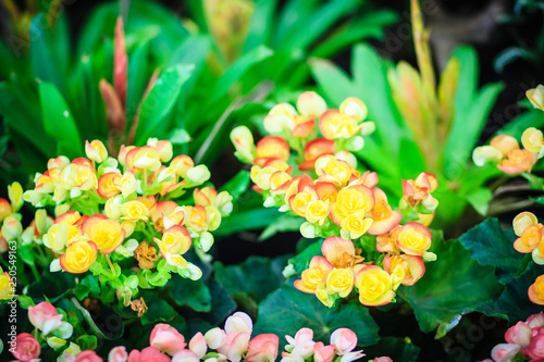 Yellow hybrid Rieger begonias (Begonia x hiemalis) are called winter-flowering begonias.  Waxy green foliage and the brightly colored flowers that bloom profusely from spring until autumn. photo