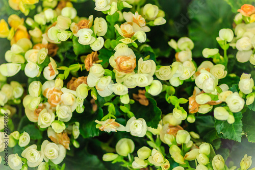 Yellow hybrid Rieger begonias (Begonia x hiemalis) are called winter-flowering begonias.  Waxy green foliage and the brightly colored flowers that bloom profusely from spring until autumn. photo