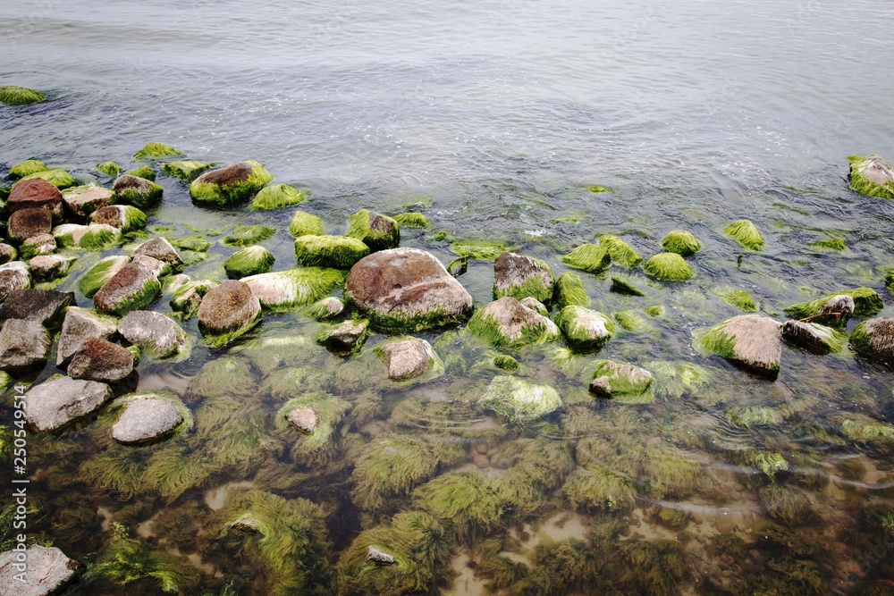 Seascape with gray water, brown stones and green algae on the sandy shore Seascape with gray water, brown stones and green algae on the sandy shore
