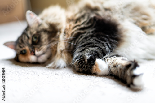 Fototapeta Naklejka Na Ścianę i Meble -  Closeup of fluffy cute sleepy calico maine coon cat lying on carpet in bedroom or living room with paw