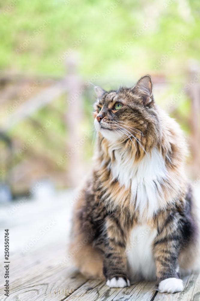 One calico long hair maine coon cat sitting with blurry background outside on wooden deck with neck mane ruff vertical view closeup