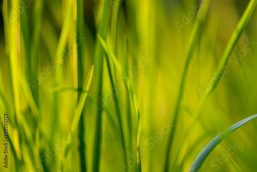 Under the bright sun. Abstract natural backgrounds. Fresh green spring grass on the lawn with the selective focus blurred bokeh