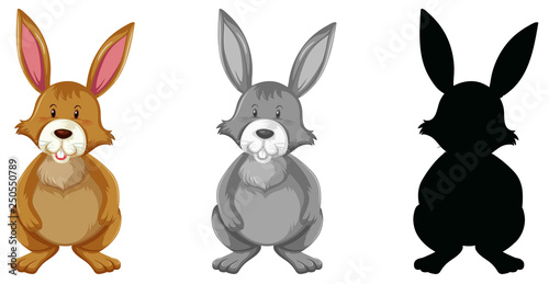 Rabbit set of different version
