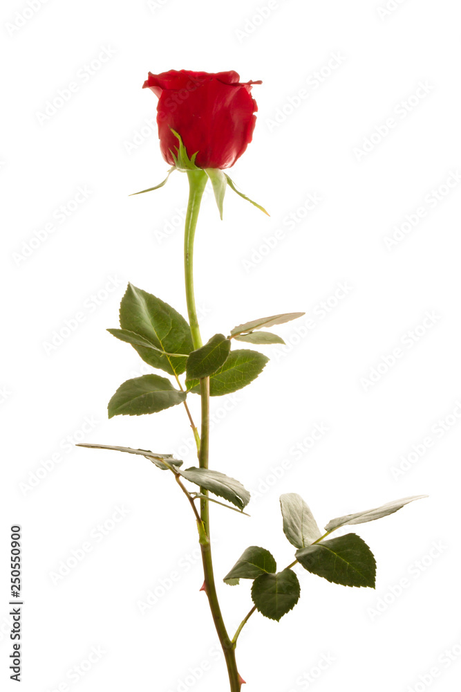 Obraz premium Red Roses on white background. images all taken on a white back drop/