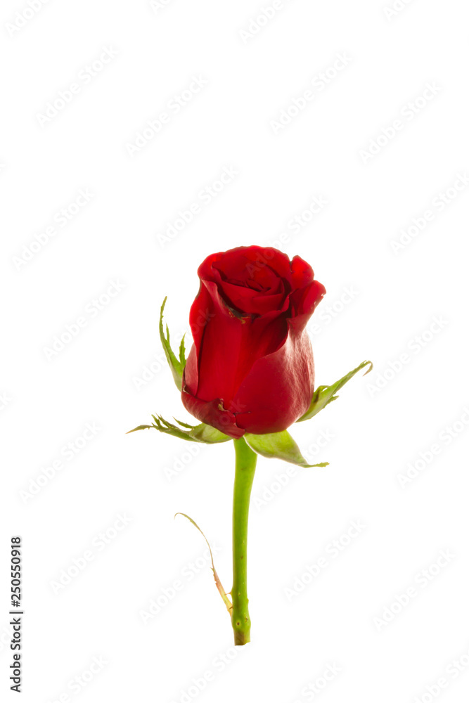 Red Roses on white background. images all taken on a white back drop/ Red Roses on white background. images all taken on a white back drop/