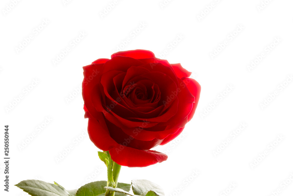 Red Roses on white background. images all taken on a white back drop/ Red Roses on white background. images all taken on a white back drop/