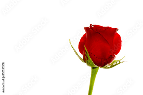 Red Roses on white background. images all taken on a white back drop 