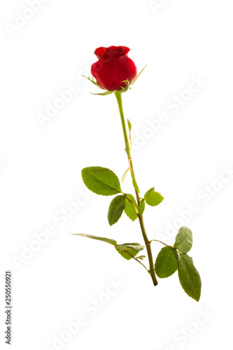 Red Roses on white background. images all taken on a white back drop 