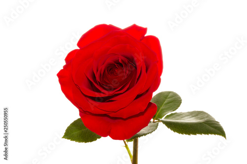 Red Roses on white background. images all taken on a white back drop 