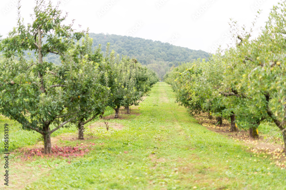 Apple orchard with many trees and red fruit on garden ground in autumn fall farm countryside in Virginia with green grass path alley