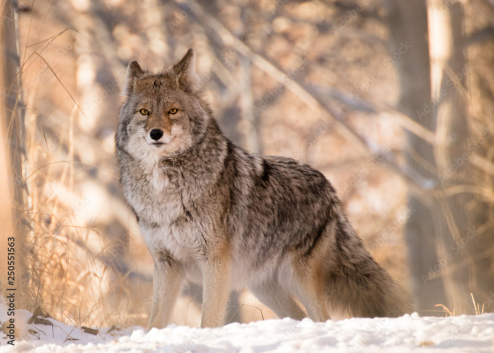 Coyote Posing