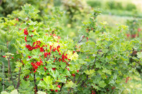 Hanging red currant berries ripening on stem of plant bush with bokeh in Russia or Ukraine garden dacha farm with vibrant color