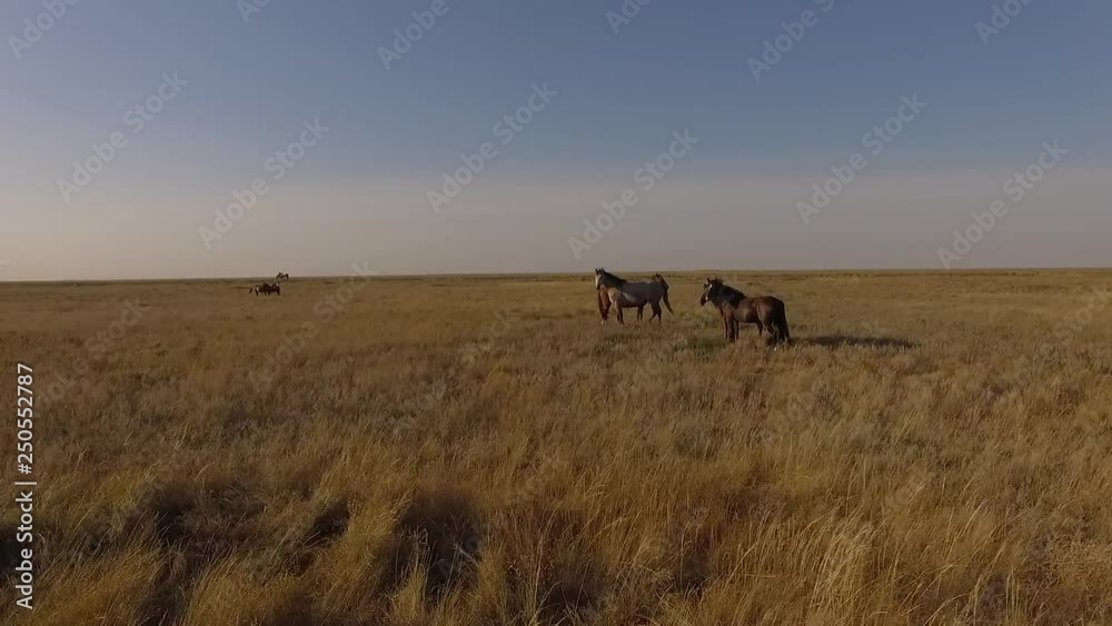 fly ofer the horses in the steppe fly ofer the horses in the steppe
