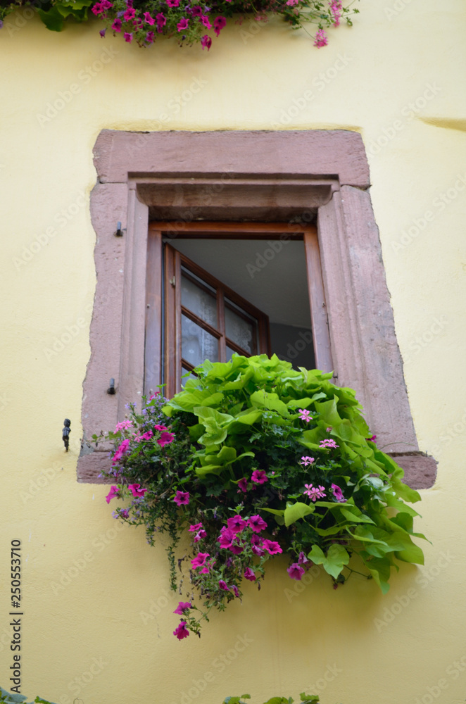 open window with flowers